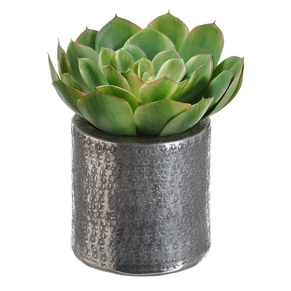 Echeveria in Aluminum Pot