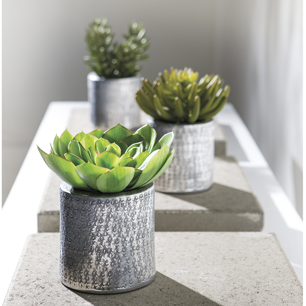 Echeveria in Aluminum Pot