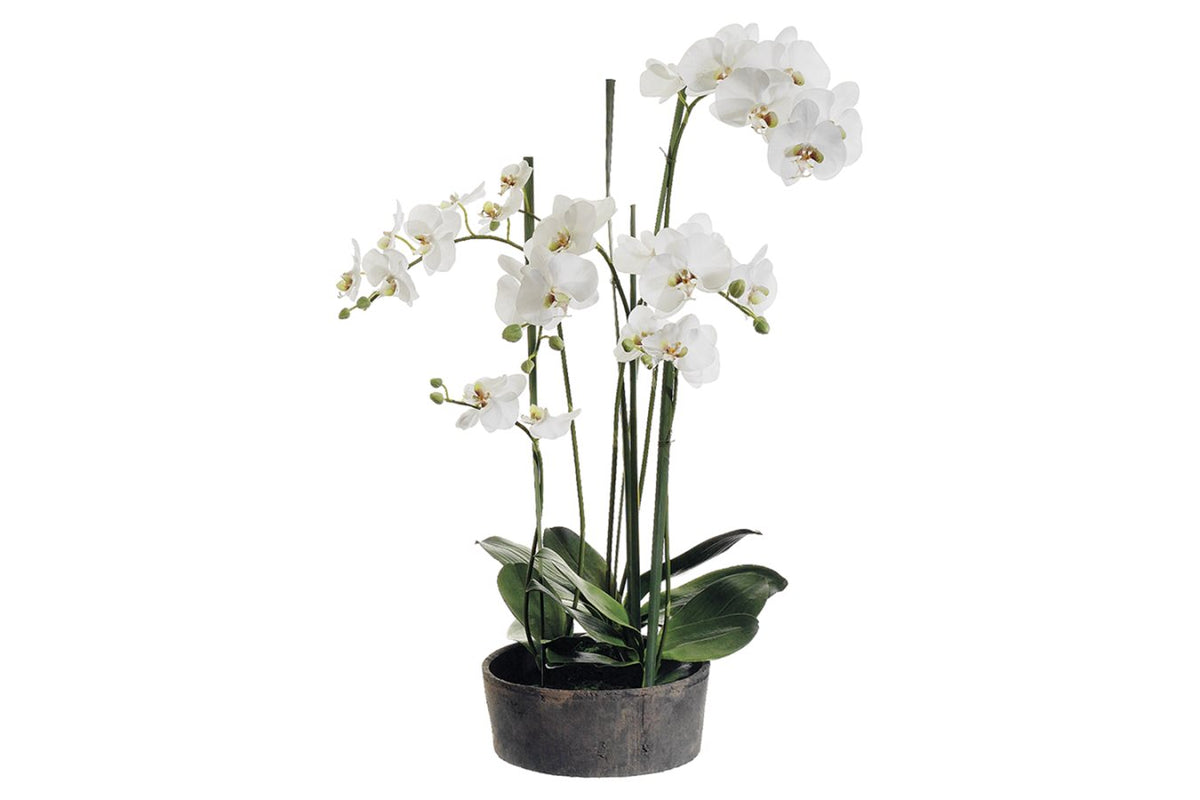37-Inch Cream Phalaenopsis Orchid in Clay Pot