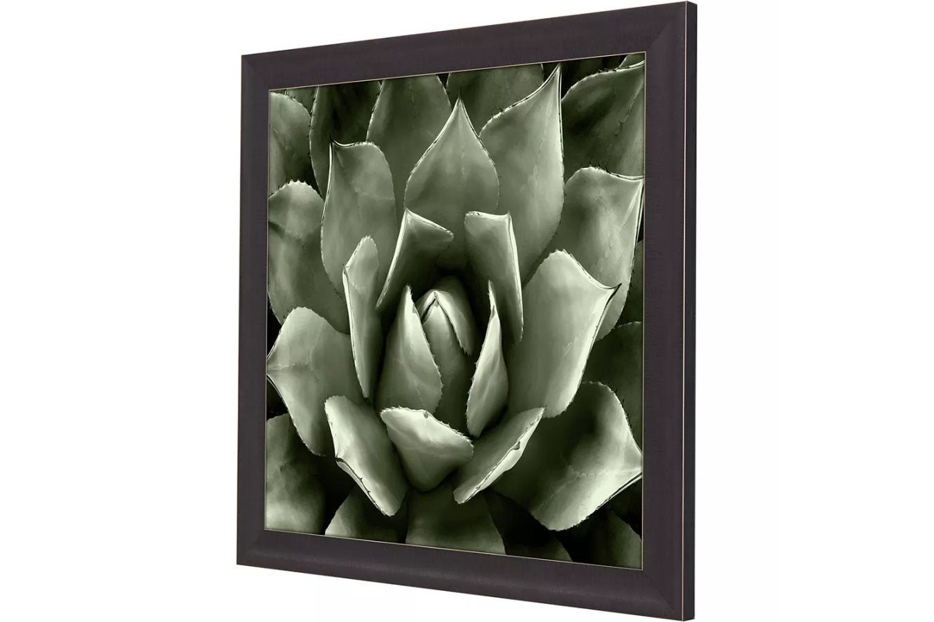 Green Succulent II