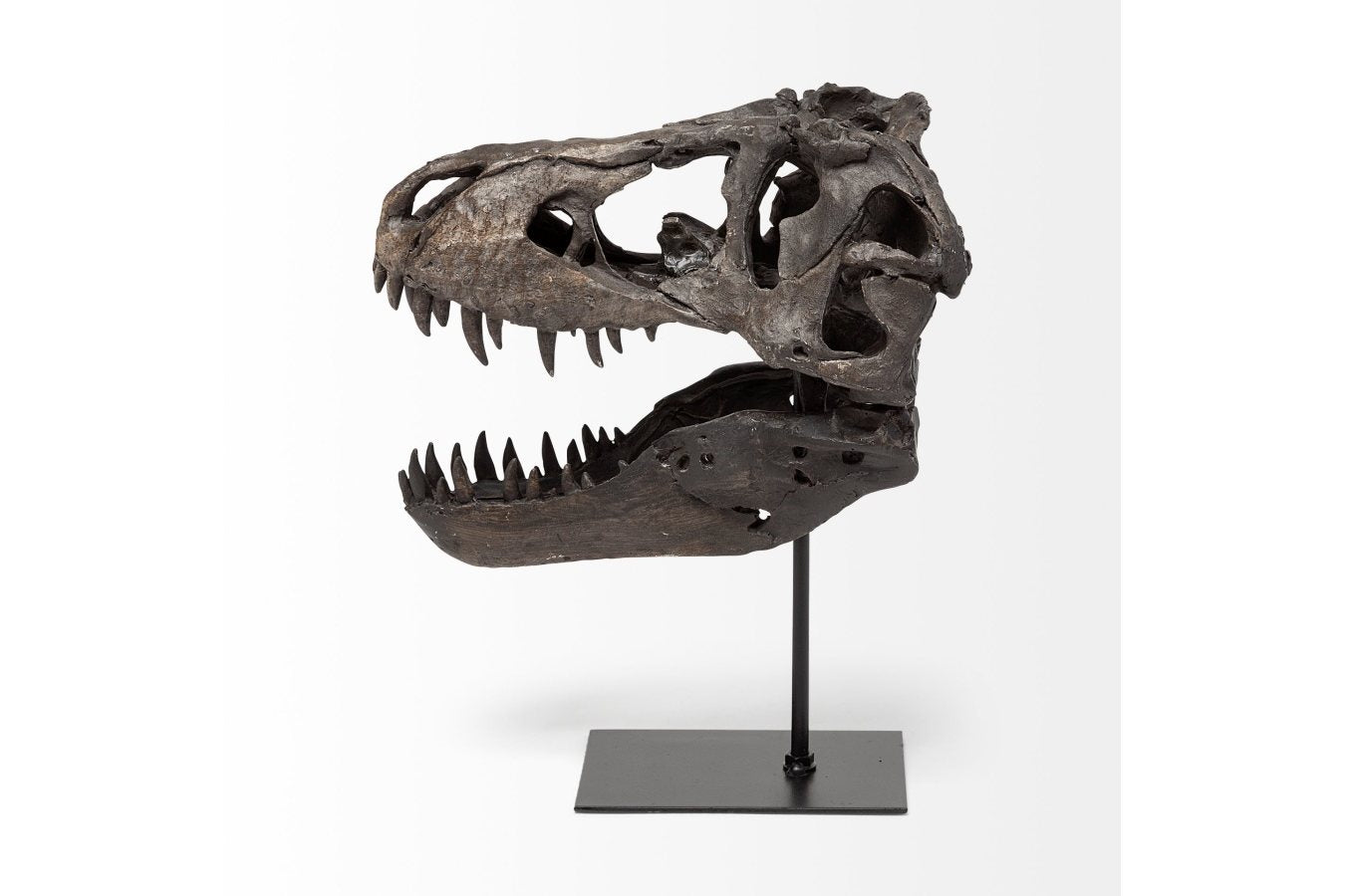 Tyrannosaurus Skull Replica