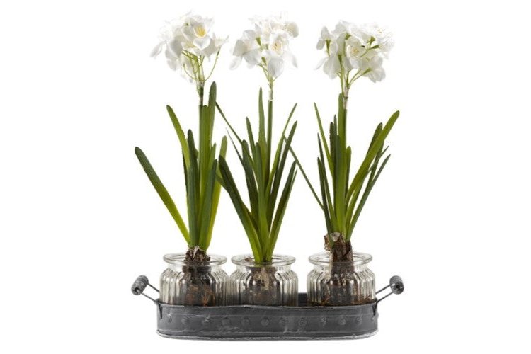 Paperwhite Bulbs in Glass Jars