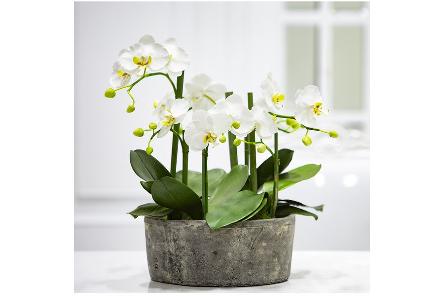 Cream Phalaenopsis Orchid in Clay Pot
